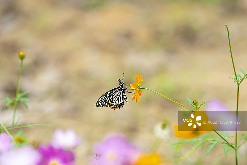黑脉蛱蝶图片素材