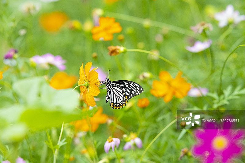 黑脉蛱蝶图片素材