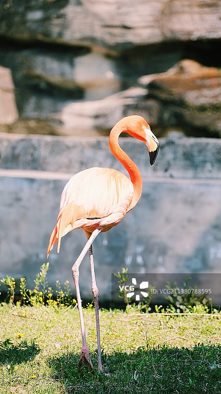 火烈鸟图片素材