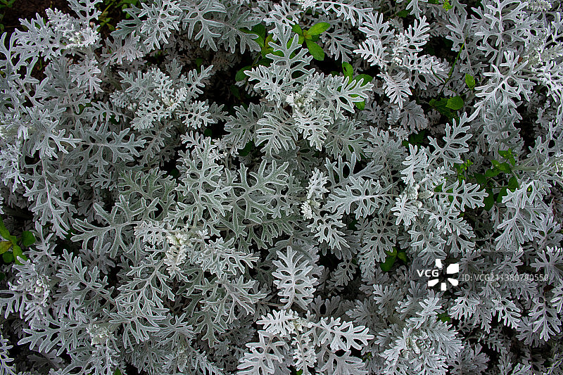 高视角层叠银叶菊背景图图片素材