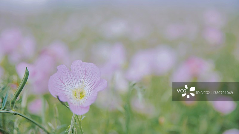 粉红色开花植物的特写镜头·月见花图片素材