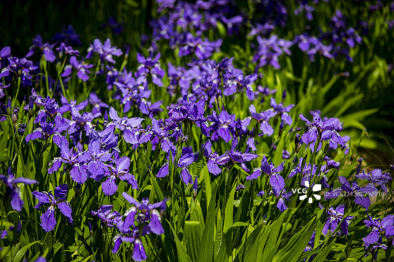 紫色的鸢尾花图片素材