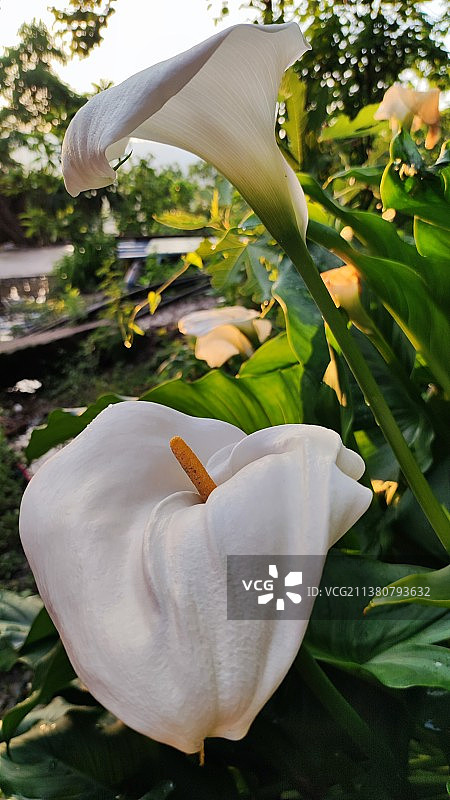 马蹄莲图片素材