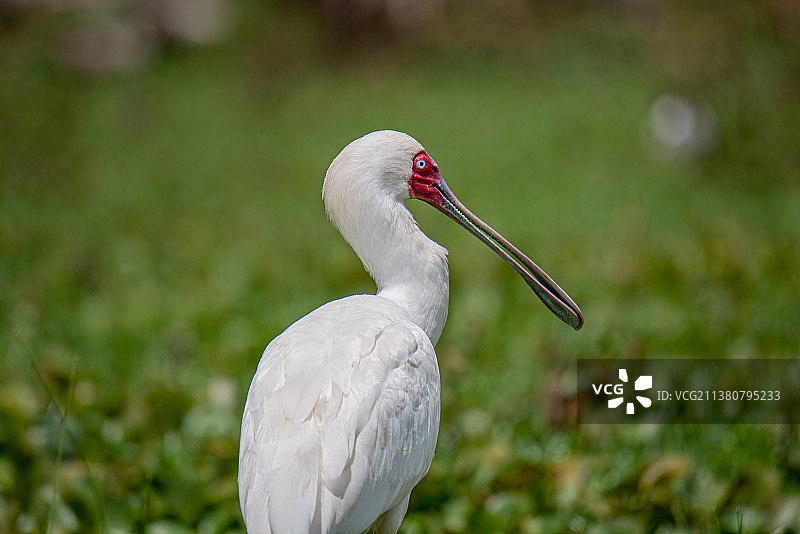 非洲琵鹭图片素材