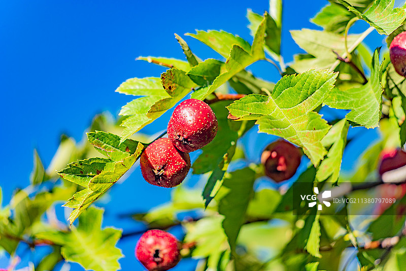 秋天北京山地野生山楂树挂果图片素材