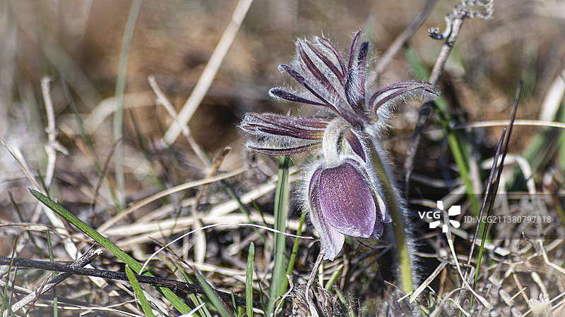 爱沙尼亚田野上枯萎花朵特写图片素材