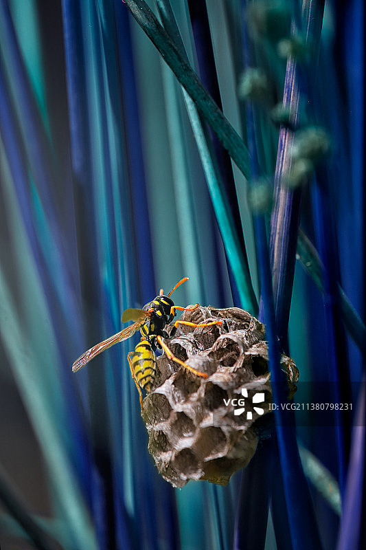 蜜蜂在花上的特写图片素材