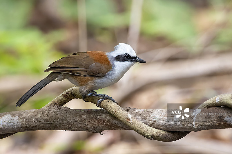 树枝上的白冠噪鹛，泰国动物图片素材