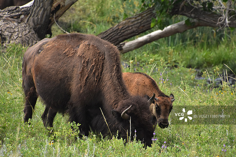 北达科他州小野牛和母野牛吃草图片素材