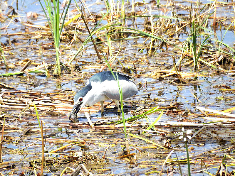 正在捕食的夜鹭（摄于北京潮白河顺义段）图片素材