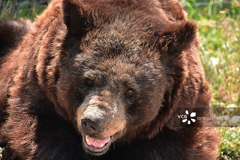 黑熊面部特写图片素材