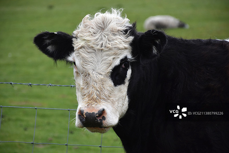 观察黑白相间的 Galloway 牛的面部图片素材
