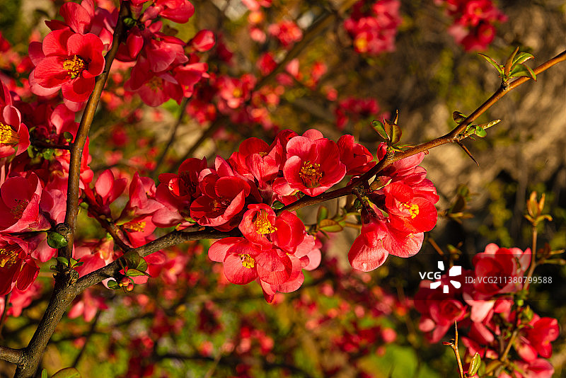 花园里的春天木瓜花图片素材