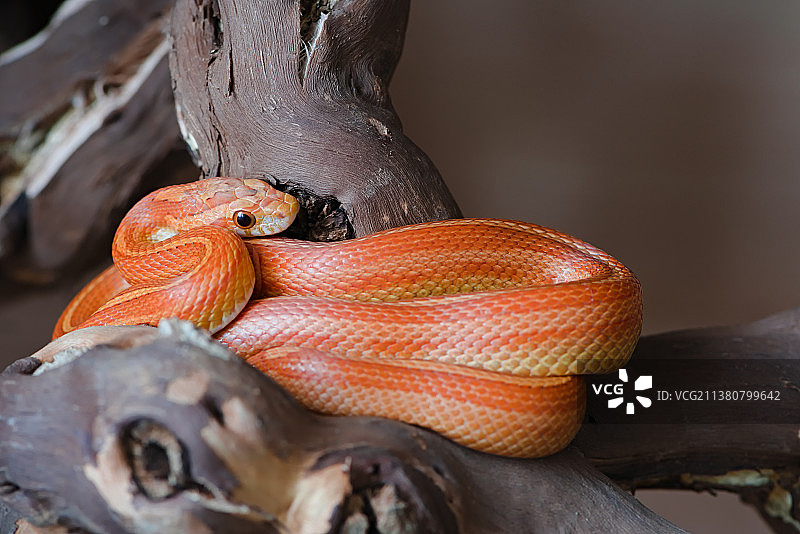 色彩鲜艳的宠物玉米蛇盘绕在玻璃容器的树枝上，英国马尔文图片素材