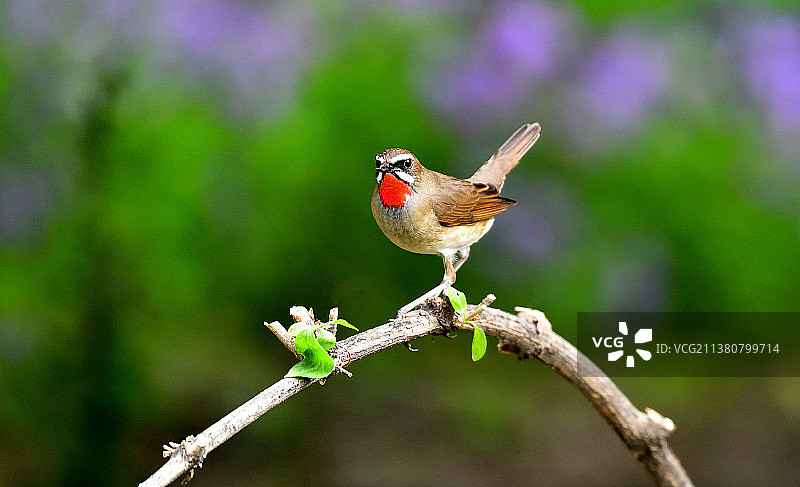 红靛颏鸟在树枝上的特写镜头图片素材