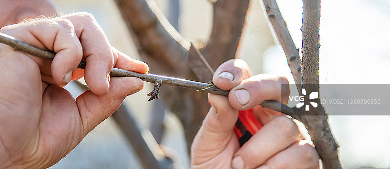 春季树木嫁接园艺图片素材