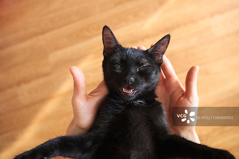 女人手中的可爱黑猫图片素材