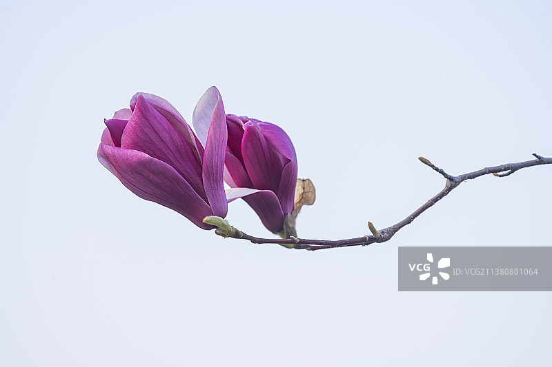 紫玉兰图片素材