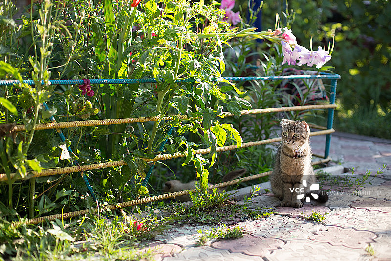 小猫坐在花园里图片素材