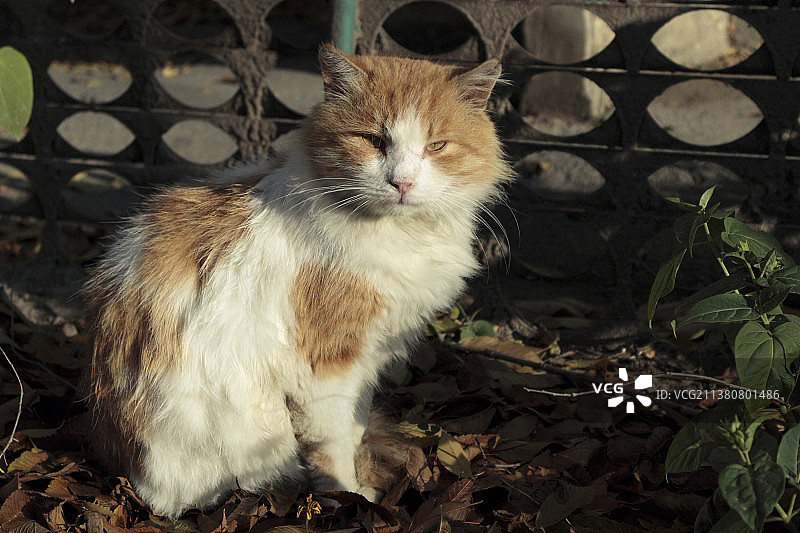 一只无家可归的红白色猫坐在地上，摩尔多瓦图片素材
