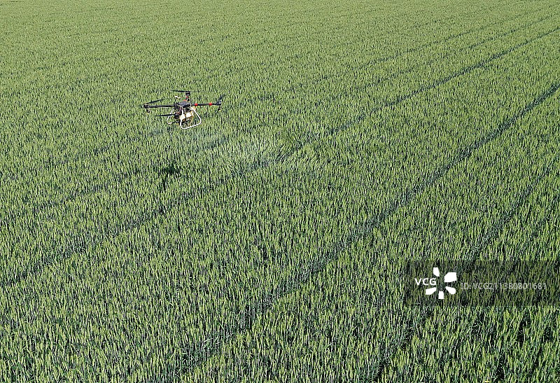 一架无人机在麦田进行“一喷三防”作业图片素材