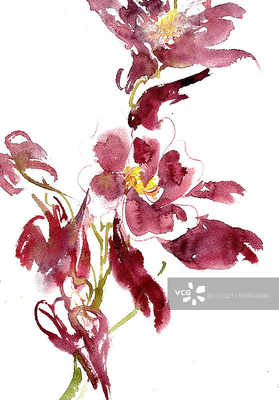 紫红色的羊角花图片素材