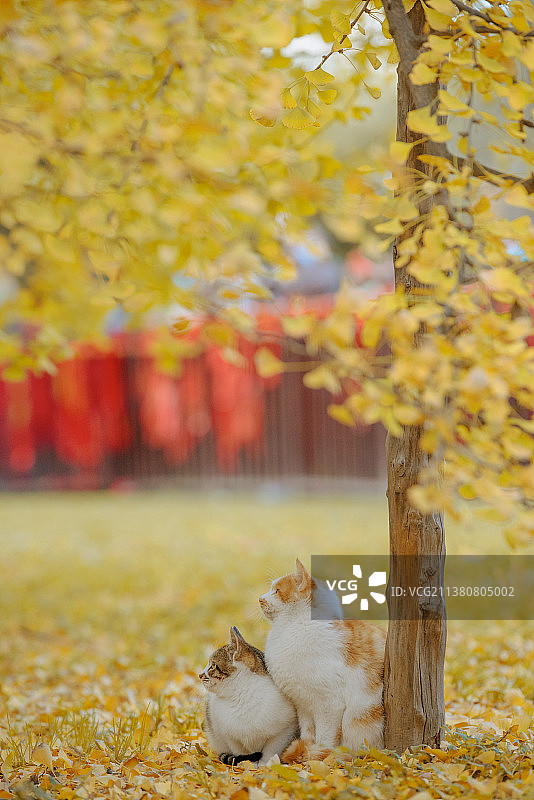 秋日银杏叶中的小猫咪图片素材