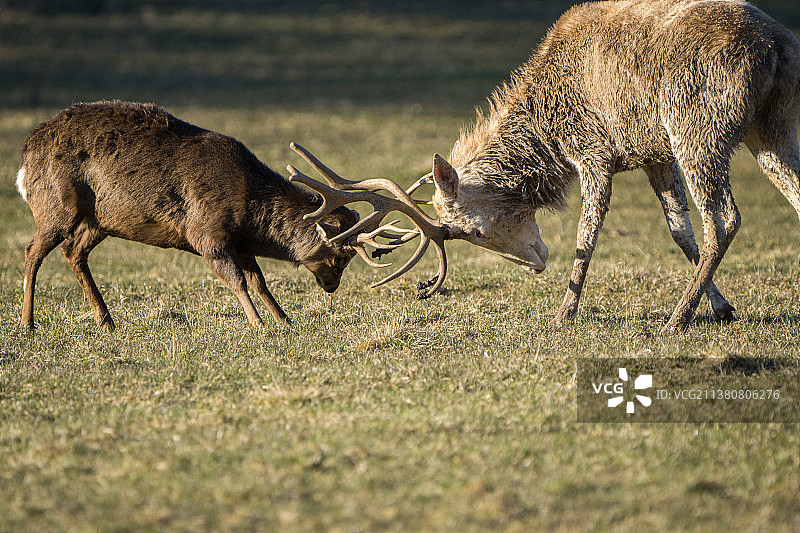 小鹿与带角的鹿决斗图片素材