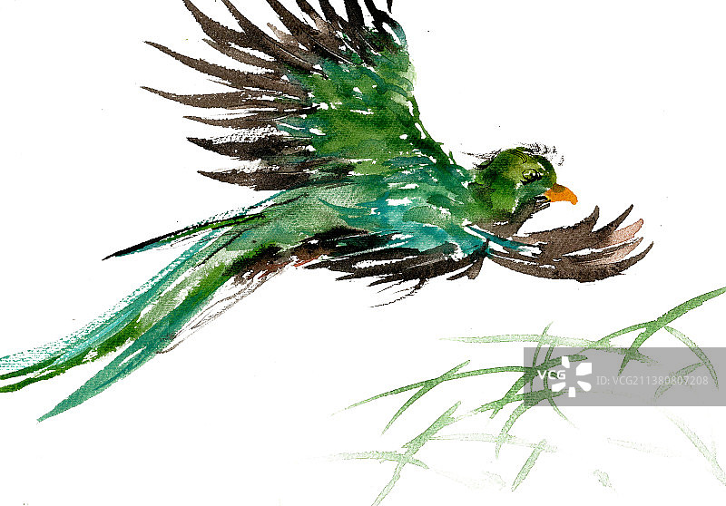 展翅的绿鸟图片素材