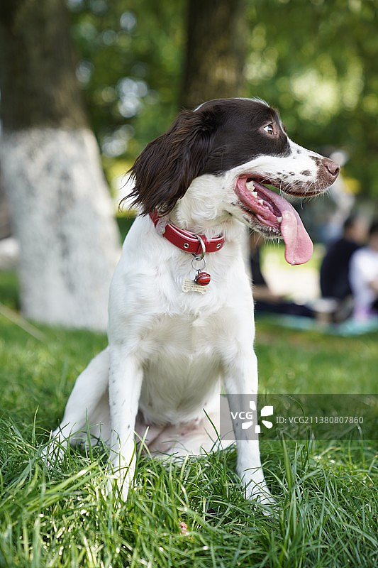 史宾格图片素材