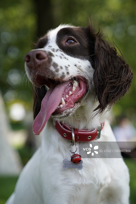 史宾格图片素材