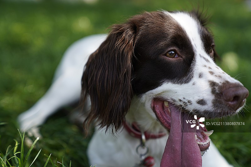 史宾格图片素材