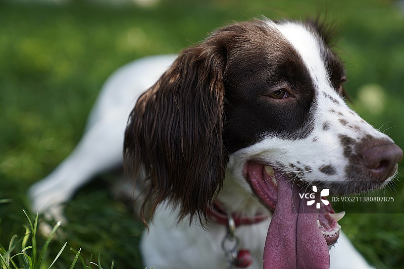史宾格图片素材