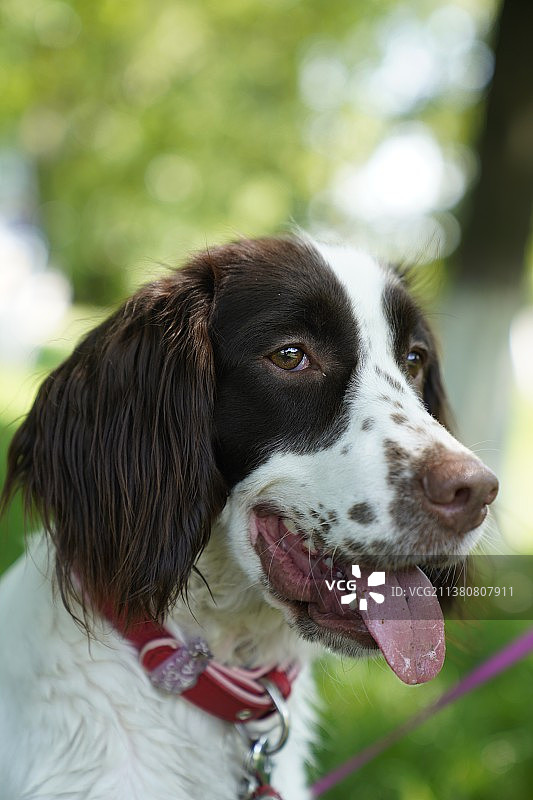 史宾格图片素材