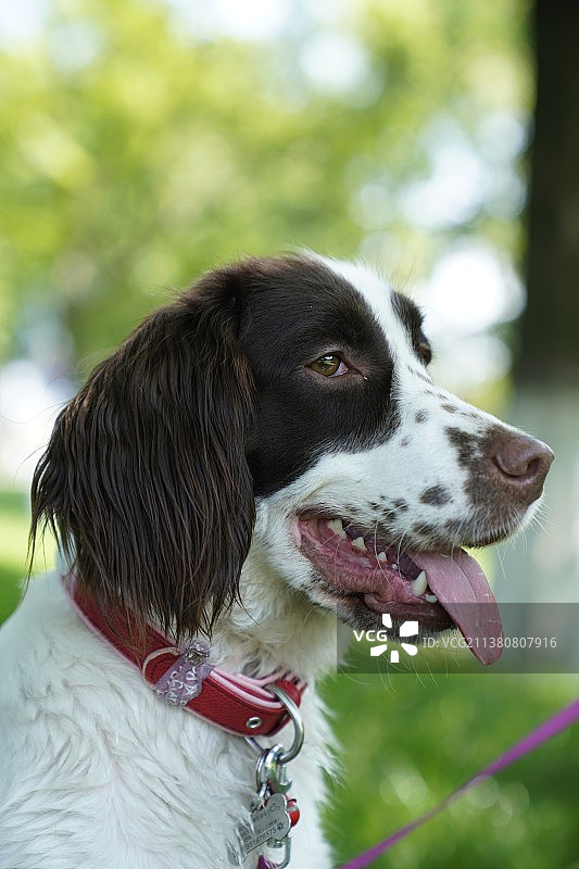 史宾格图片素材