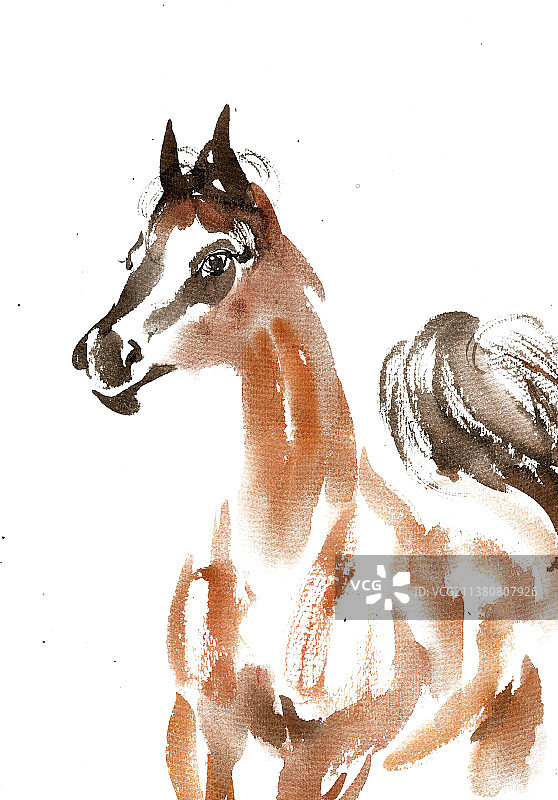 棕色的骏马图片素材