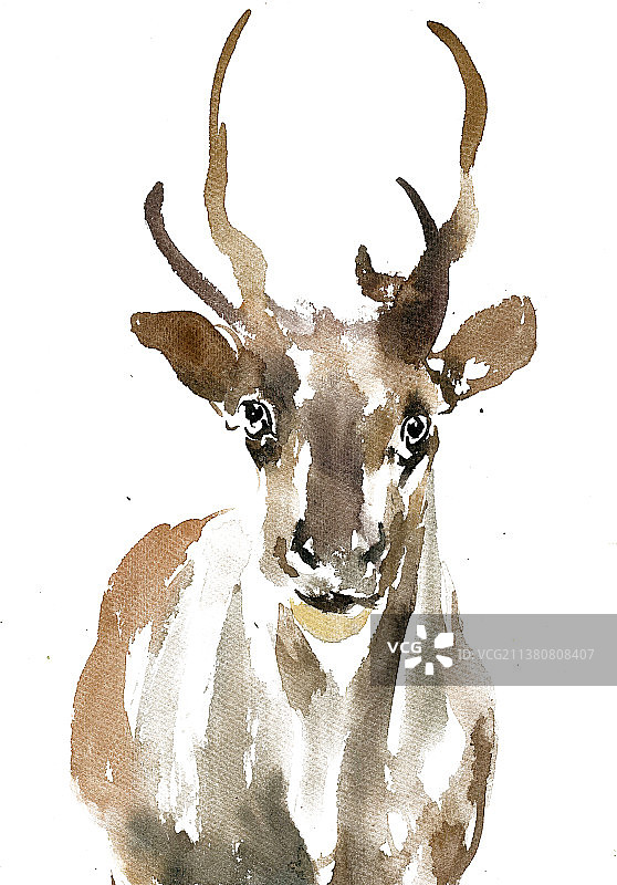 可爱的小鹿图片素材