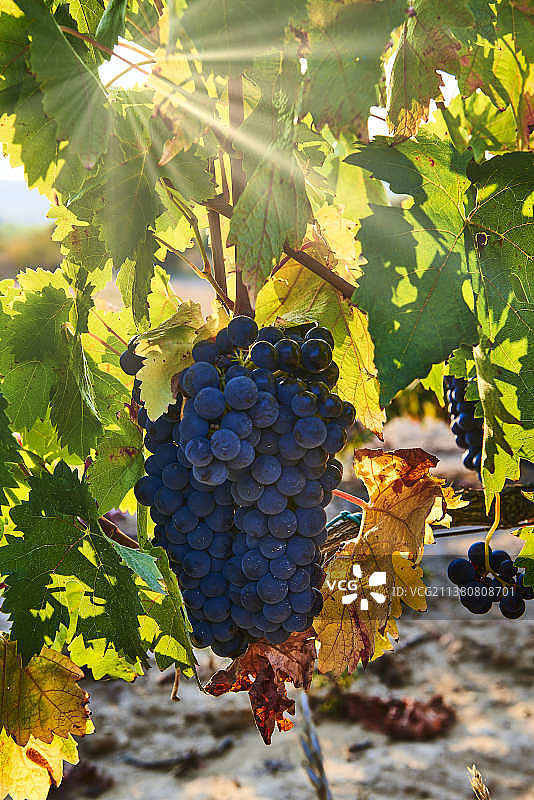 西班牙葡萄园特写图片素材