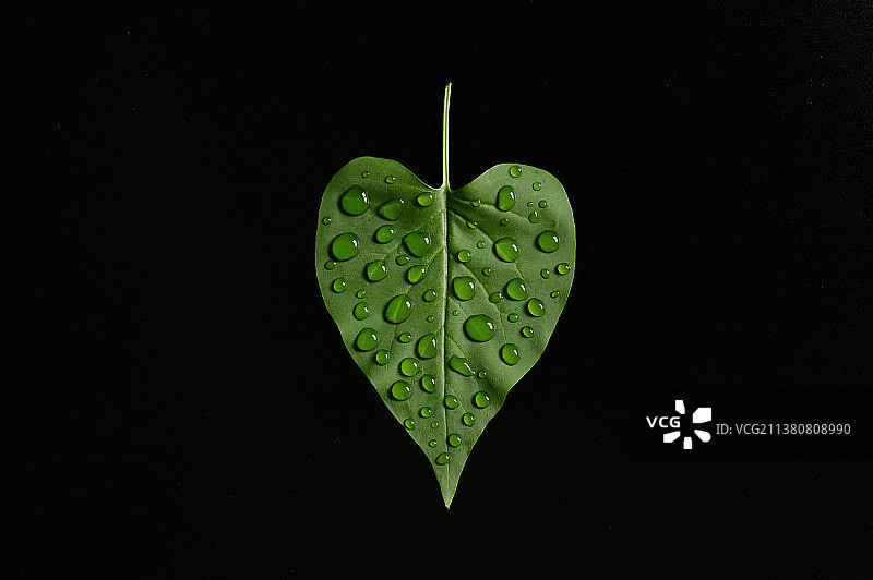 绿叶和露珠特写图片素材