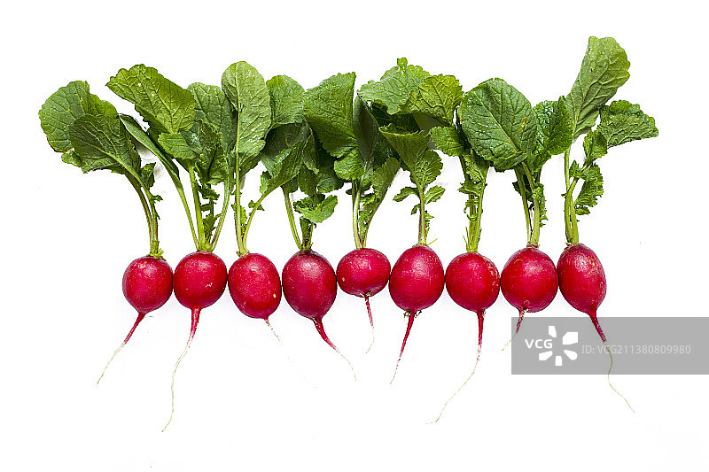 小水萝卜图片素材