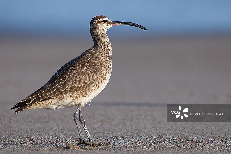 鹬科鸟类栖息在美国海滩沙地上图片素材