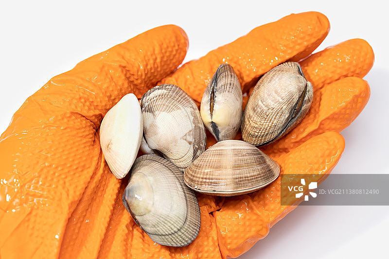 新鲜蛤蜊，戴手套的手，白色背景图片素材