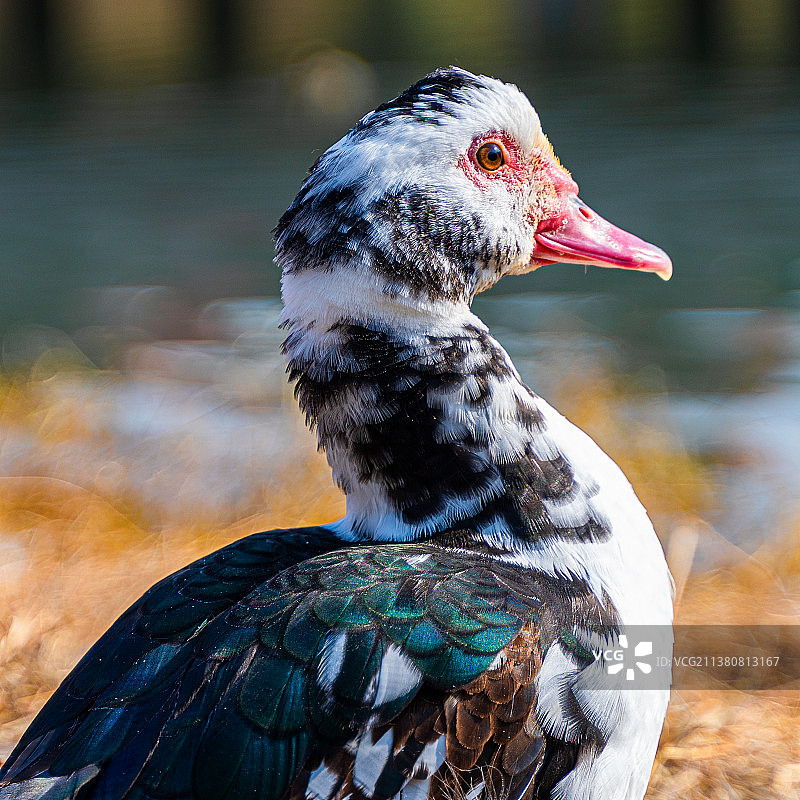 鸭子特写镜头图片素材