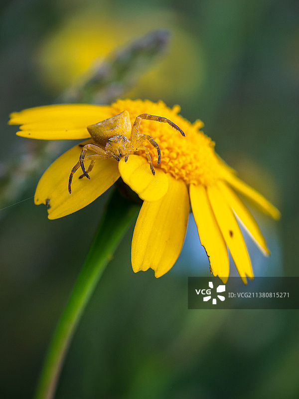 西班牙黄色花朵上昆虫的特写图片素材