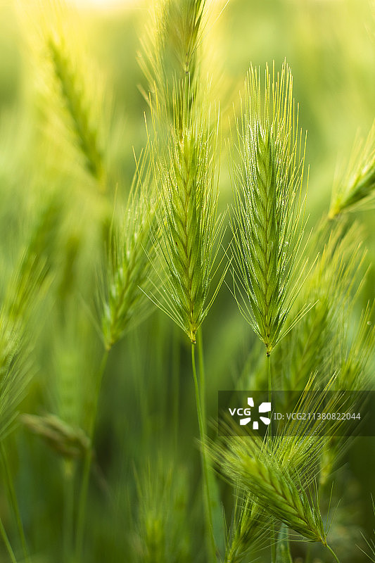 意大利春草上新鲜的晨露特写图片素材
