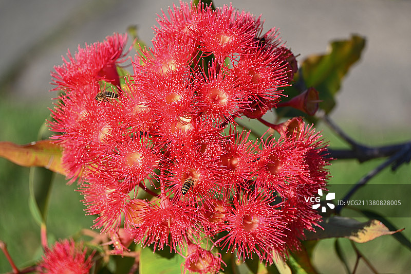 红毛丹图片素材