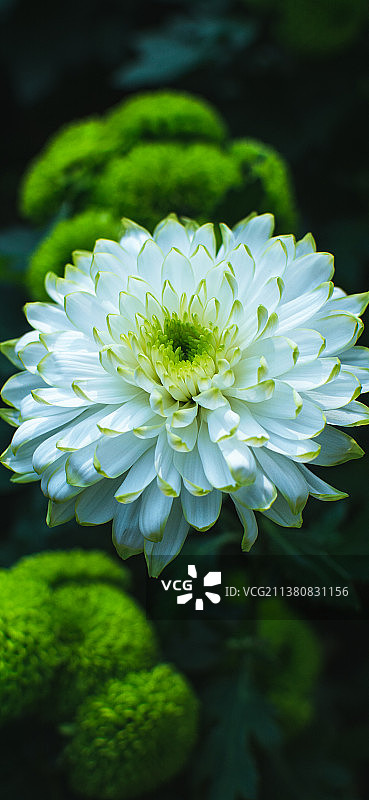 白菊花图片素材