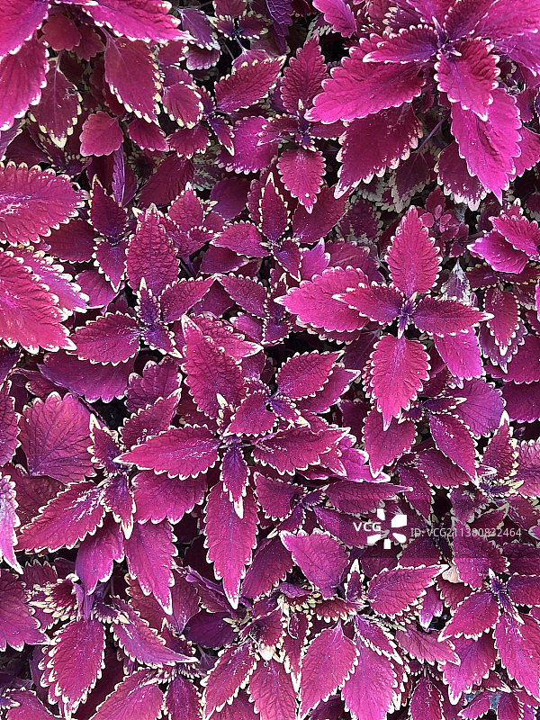 紫色植物图片素材