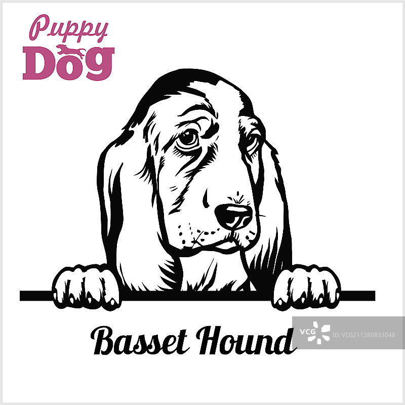 巴吉度猎犬幼犬 - 窥视犬 - 品种面部图片素材