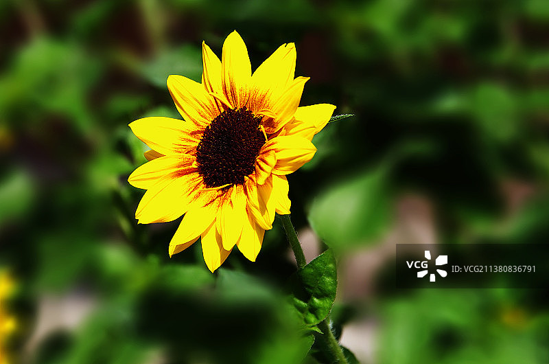 向日葵图片素材